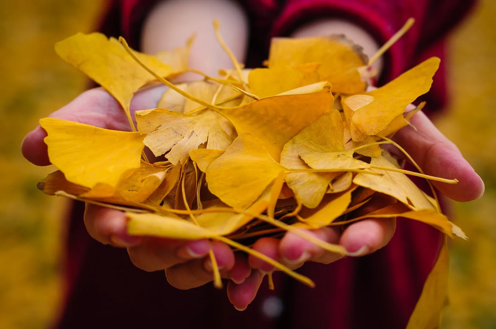 Ginkgo biloba kivonat
