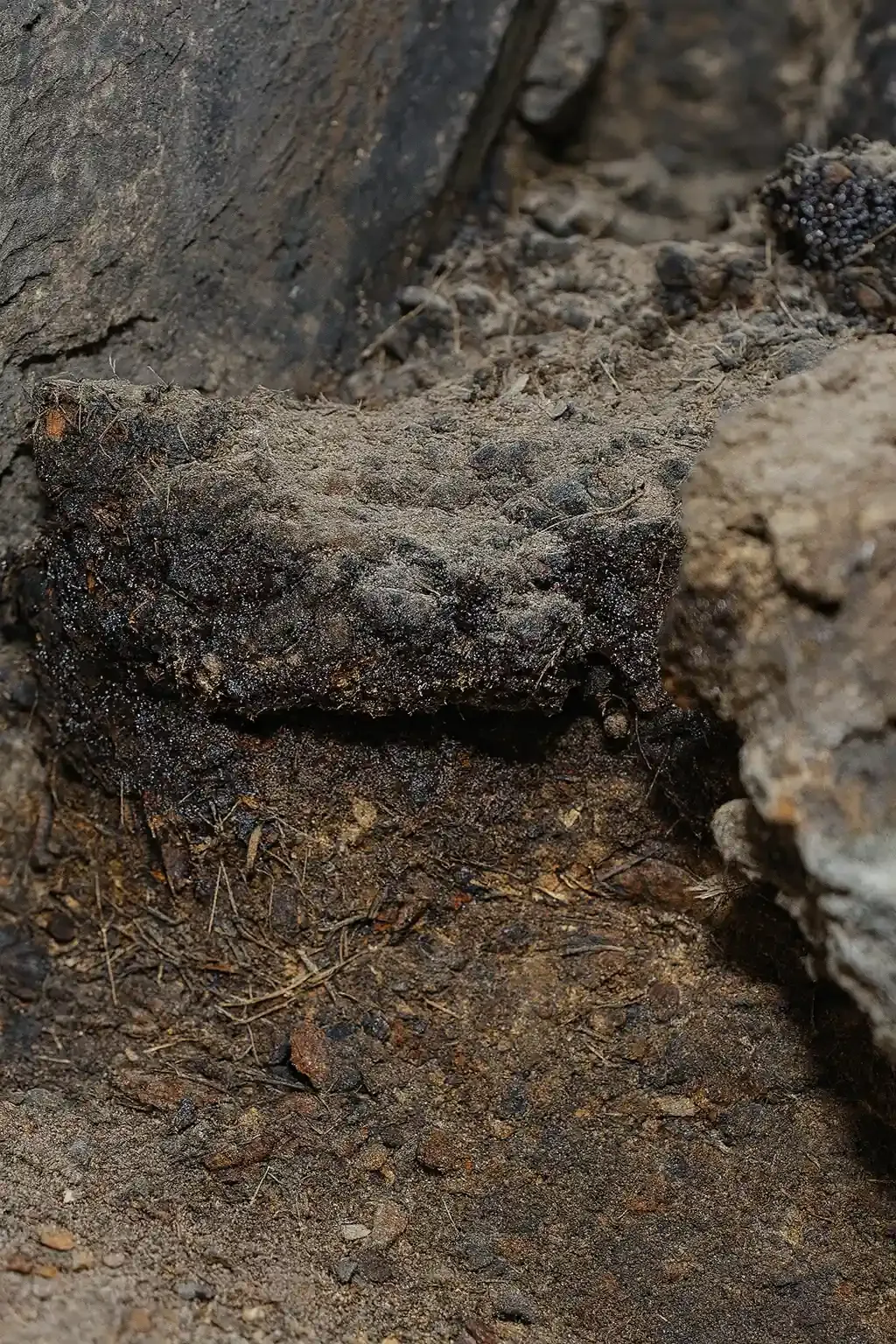 Shilajit gyanta