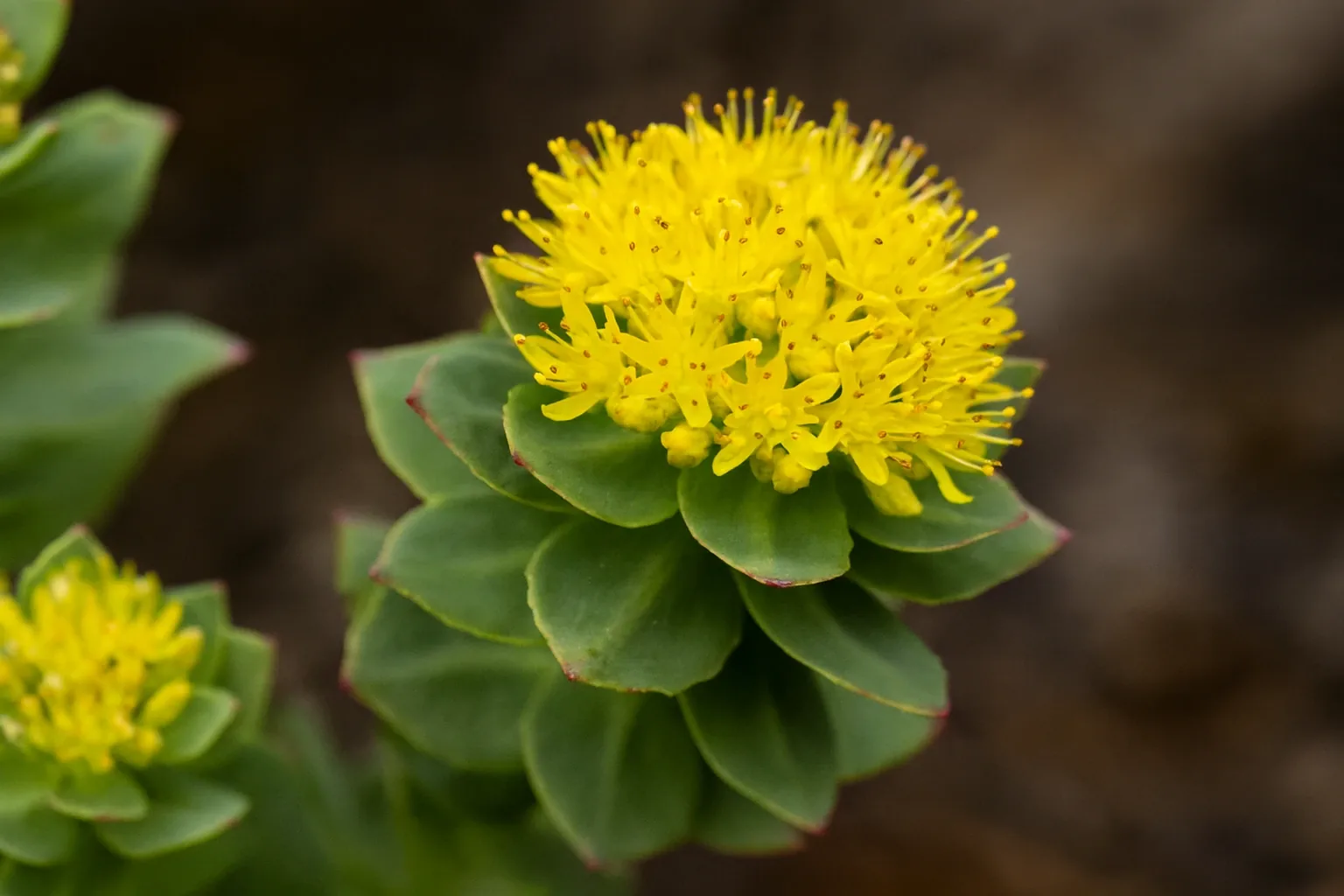 Rhodiola rosea (aranygyökér)