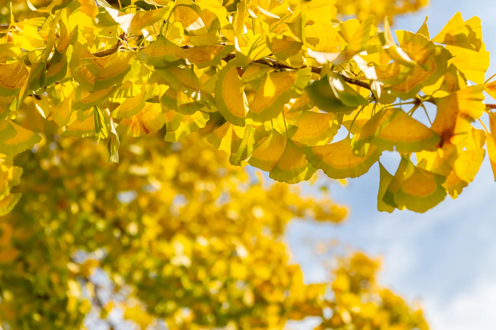 Ginkgo biloba levél