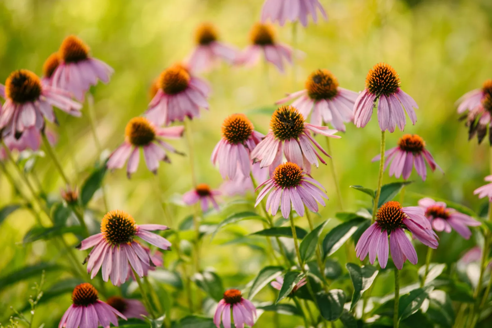Echinacea